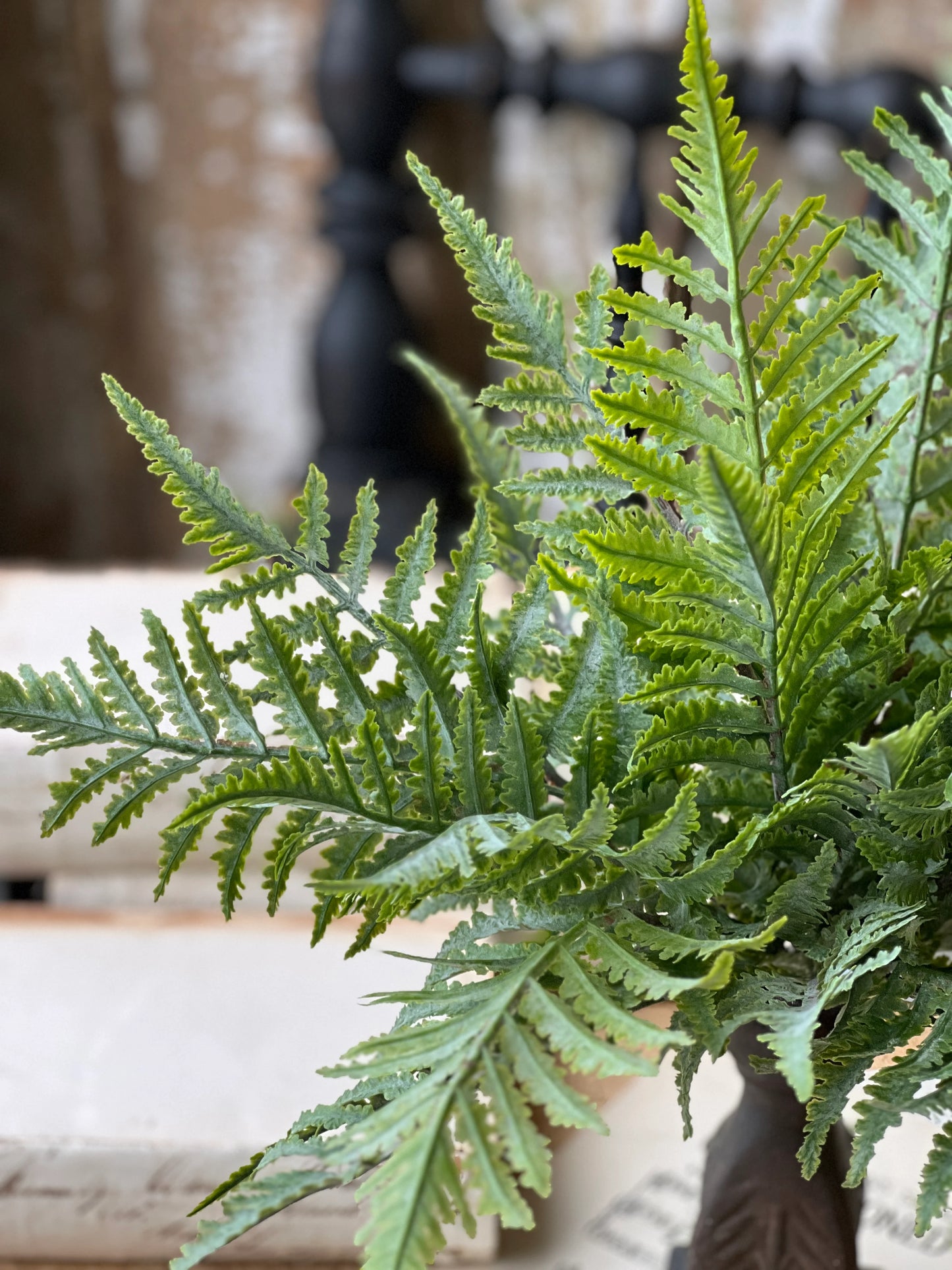 Ruffian Boston Fern Bush 16"