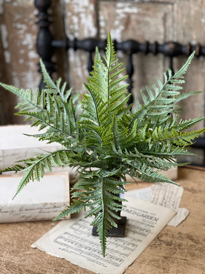 Ruffian Boston Fern Bush 16"