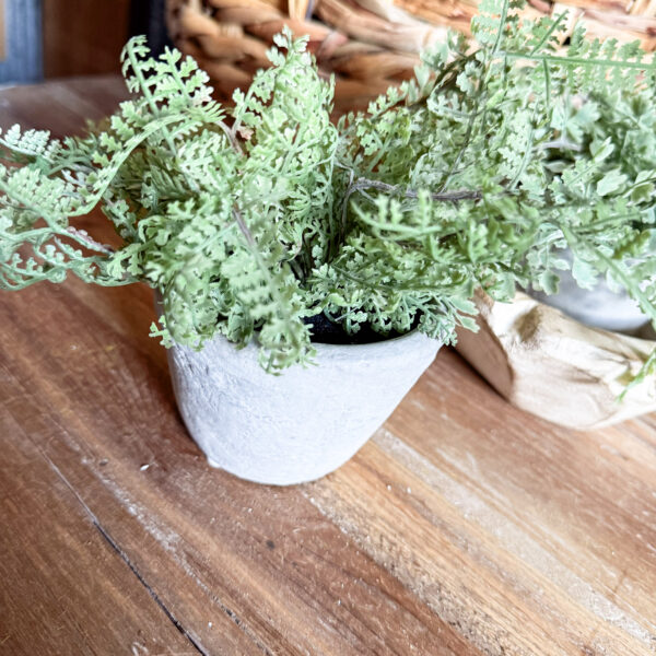 Mini Potted Fern - Image 3