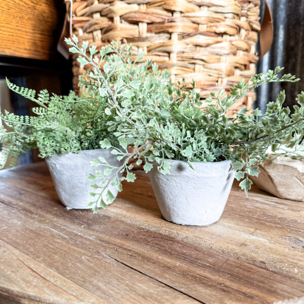 Mini Potted Fern